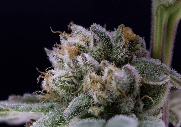 Frosty Cannabis Buds