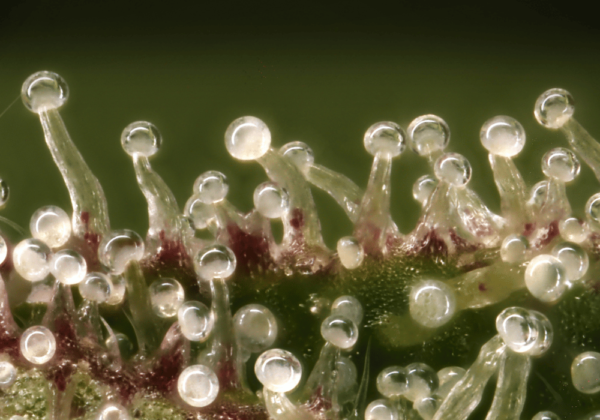 Trichome Knowledge