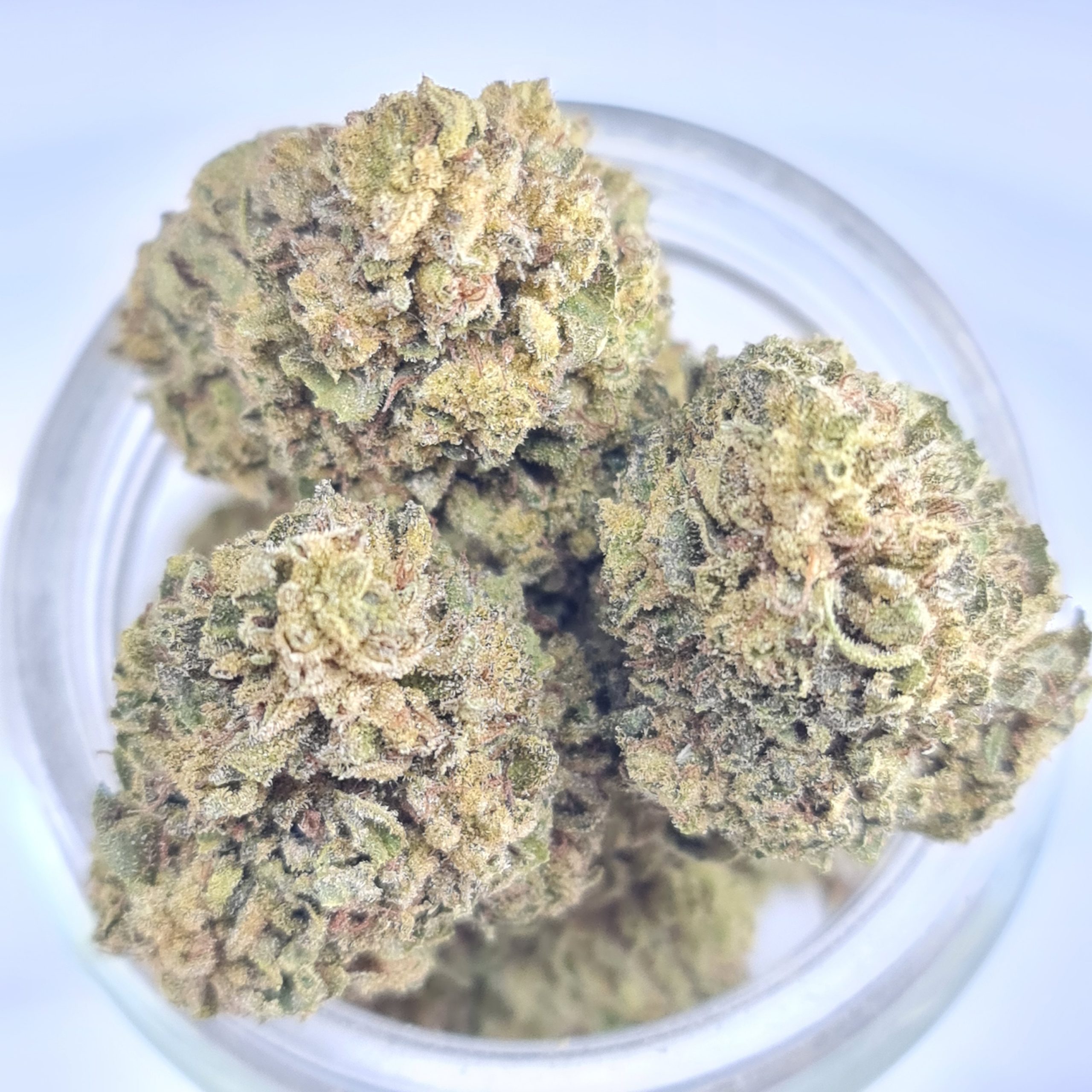 GORILLA GLUE #4 BUDGET TRIPS $140/2OZ $75/OZ $45/HALF OZ