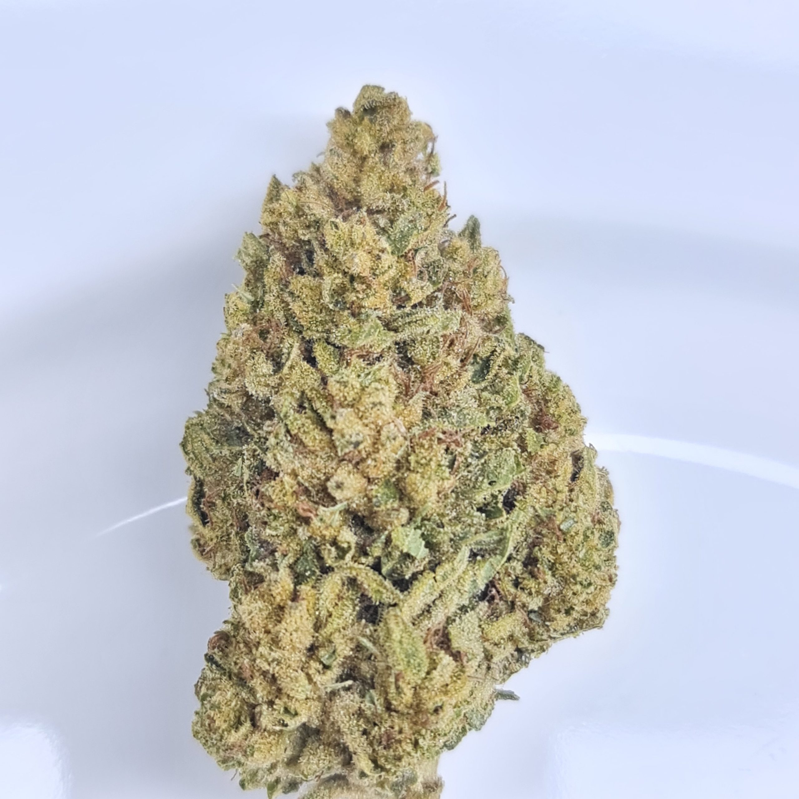 GORILLA GLUE #4 BUDGET TRIPS $140/2OZ $75/OZ $45/HALF OZ - Image 2