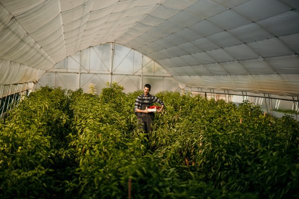 cheap weed at AAA quality