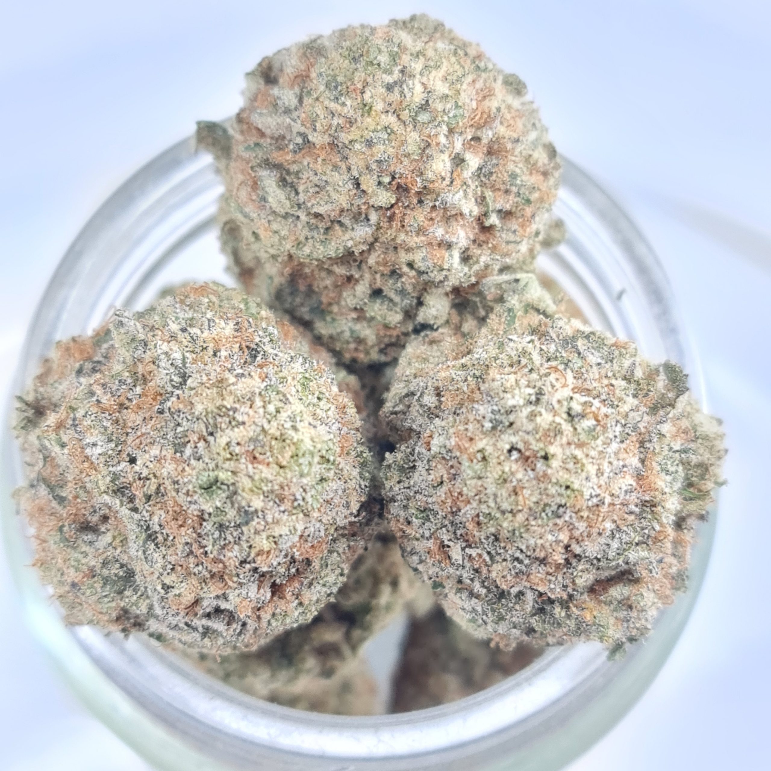 PERMA FRIED BUDGET SUPER QUADS BC BUD $250/2OZ $140/OZ $80/HALF OZ